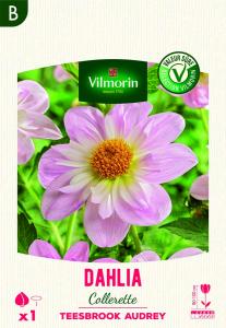 Dahlia Collerette Teesbrooke Audrey (x1)